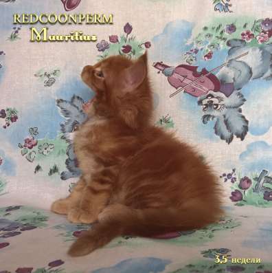 Котенок мейн кун красный солид. Шоу класс в Перми фото 17