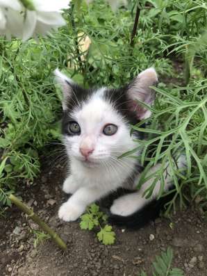 Котята в добрые руки в Невьянске фото 5