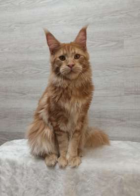 Maine coon. Kitten фото 4