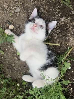 Котята в добрые руки в Невьянске фото 3