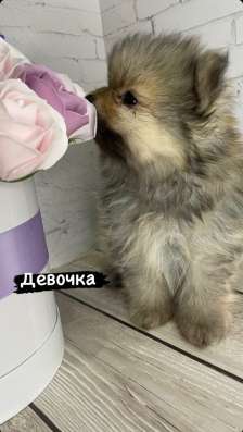 Щенки шпица