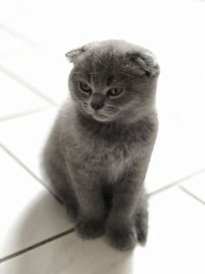 Котятам новый дом фото 6