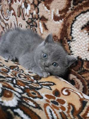 Британская кошечка