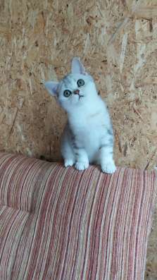 Шикарный мраморный котик