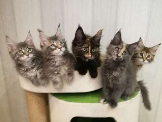 Котята мейн кун в Нижнем Новгороде фото 6