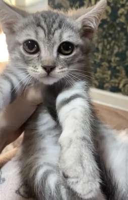 Котята в Якутске фото 3