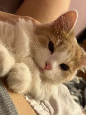 Отдам котика в добрые руки в Подольске