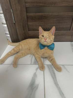 Котята в добрые руки фото 6