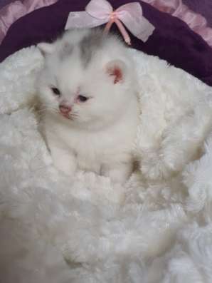 Британские котята, разного возраста, большой выбор фото 5