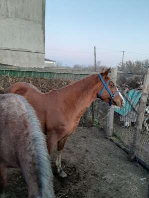 Продам кобылу