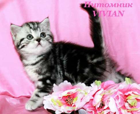 Британские котята вискас из питомника в Москве