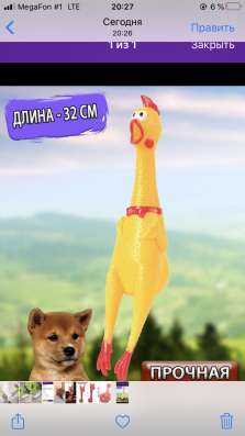 Игрушки для животных в Тамбове