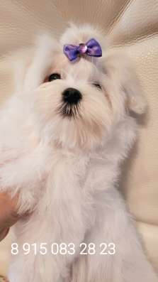Мини Мальиезе Information_puppylove в Москве фото 9