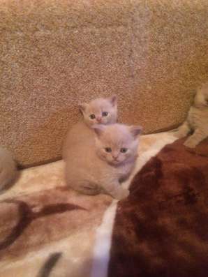 Британские котята в Брянске фото 5