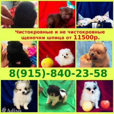 Померанцы шпицы