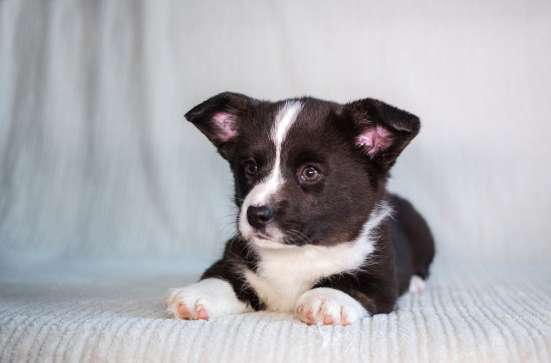 Щенок вельш корги кардиган
