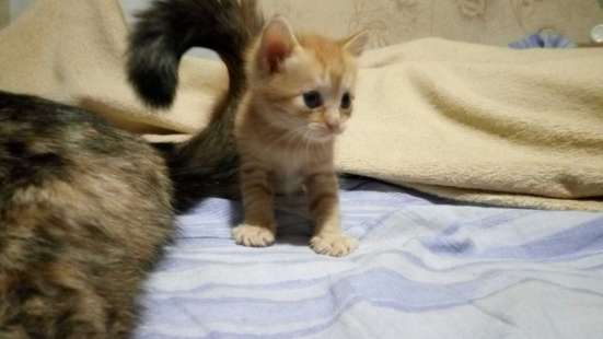 Котёнок в хорошие руки
