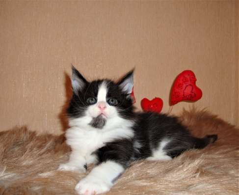 Котята Мейн Кун 3,5 месяца