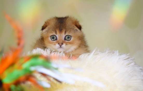 Шотландец котик