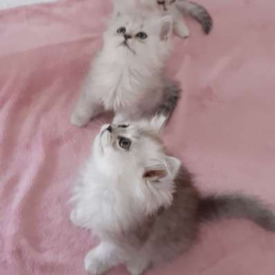 Британские котята