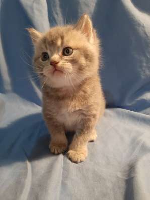 Шотландские котята в Евпатории