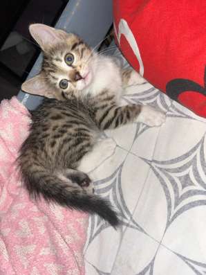 кошки