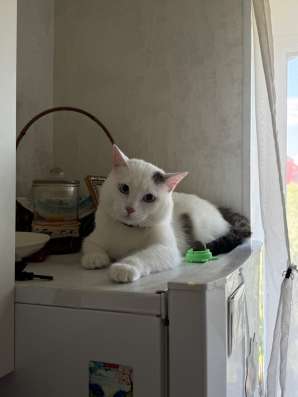 Котик в добрые руки