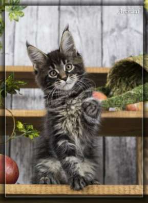 Котята породы мейн кун в Якутске фото 6