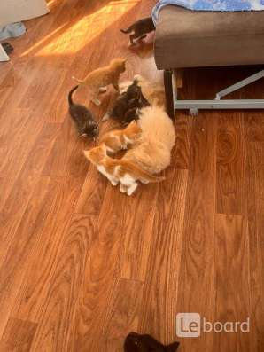 Котята в добрые руки в Москве фото 5