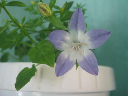 Кампанула