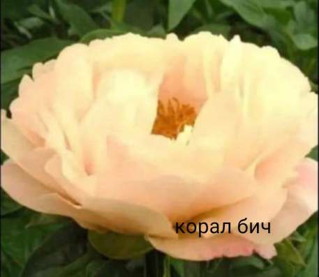Пионы Элитные в Орске фото 18