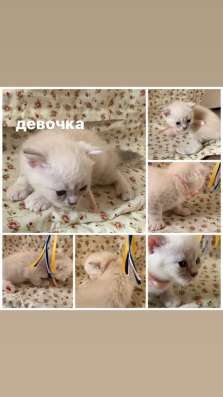 Шотландские котята в Курске фото 3