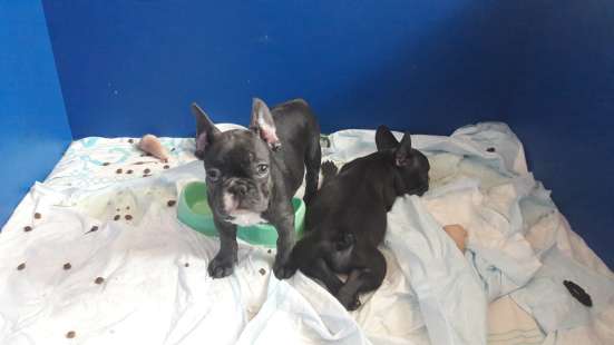 Blue french bulldog фото 7
