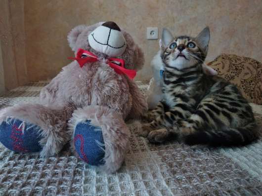 Бенгальские котята в Серове фото 3