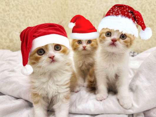 Котята скоттиш фолд и страйт