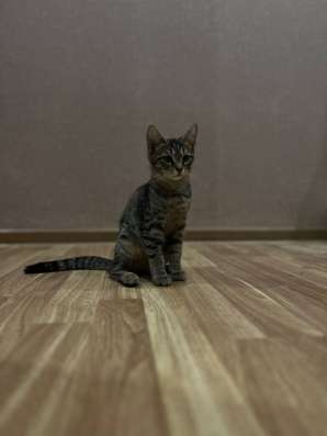 Котята в добрые руки ? в Нижнем Новгороде фото 5