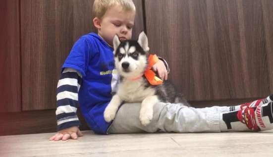 Шикарные хаски разных окрасов