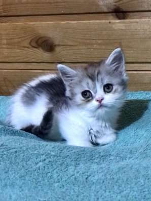 Британская короткошёрстный кот в Липецке фото 5