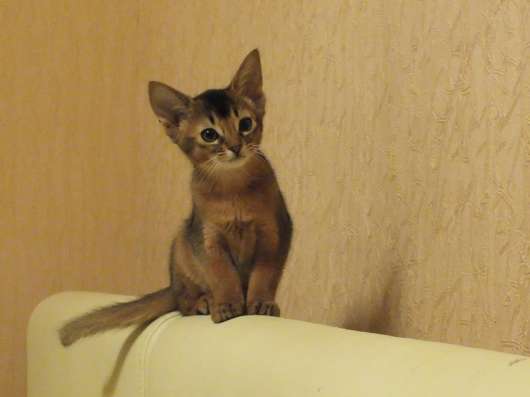 Абиссинские котята