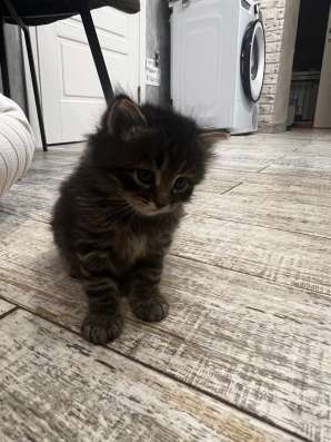 Отдам в добрые руки котенка в Саратове фото 3