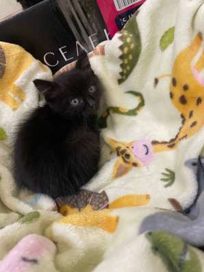 Котенок в добрые руки