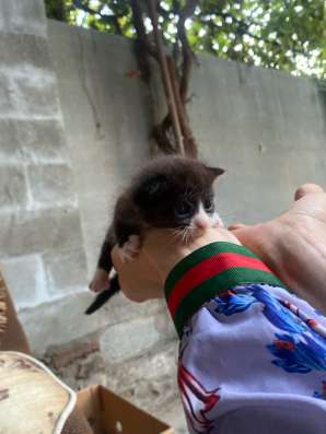 Котята в добрые руки в Махачкале фото 6