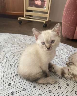 Котята в добрые руки в Ставрополе