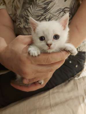 Шотландские вислоухие котята фото 4