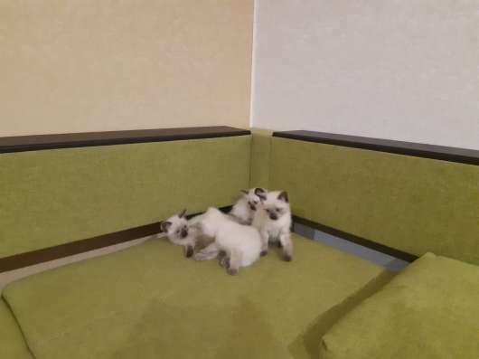 Сиамские котята в Сыктывкаре фото 8