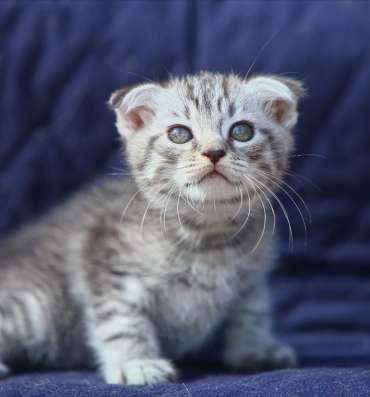 Котенок лапочка Туманчик