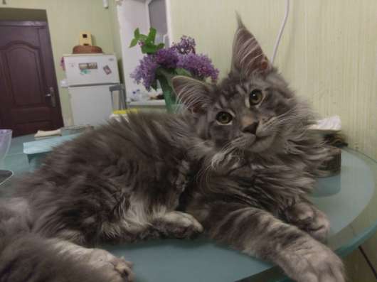 Котенок мейн кун продам фото 3