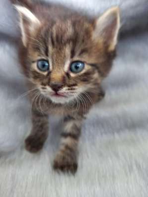Подарю симпатичных котят