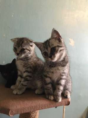 Шотландские котята