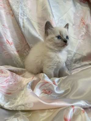 Котёнок 1,5 месяца мальчик в Дзержинске фото 5